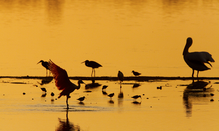 Roseate Spoonbills 004