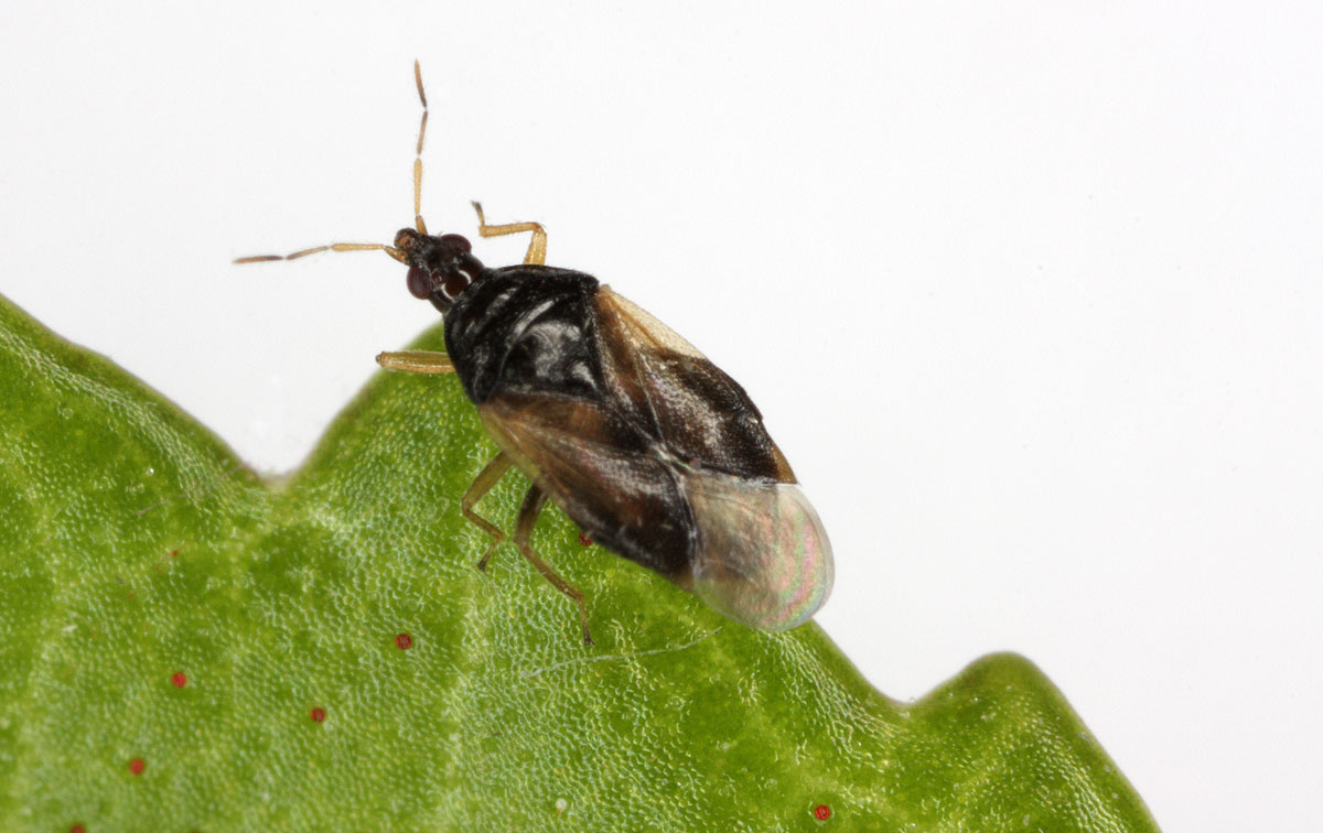 Orius-majusculus.jpg