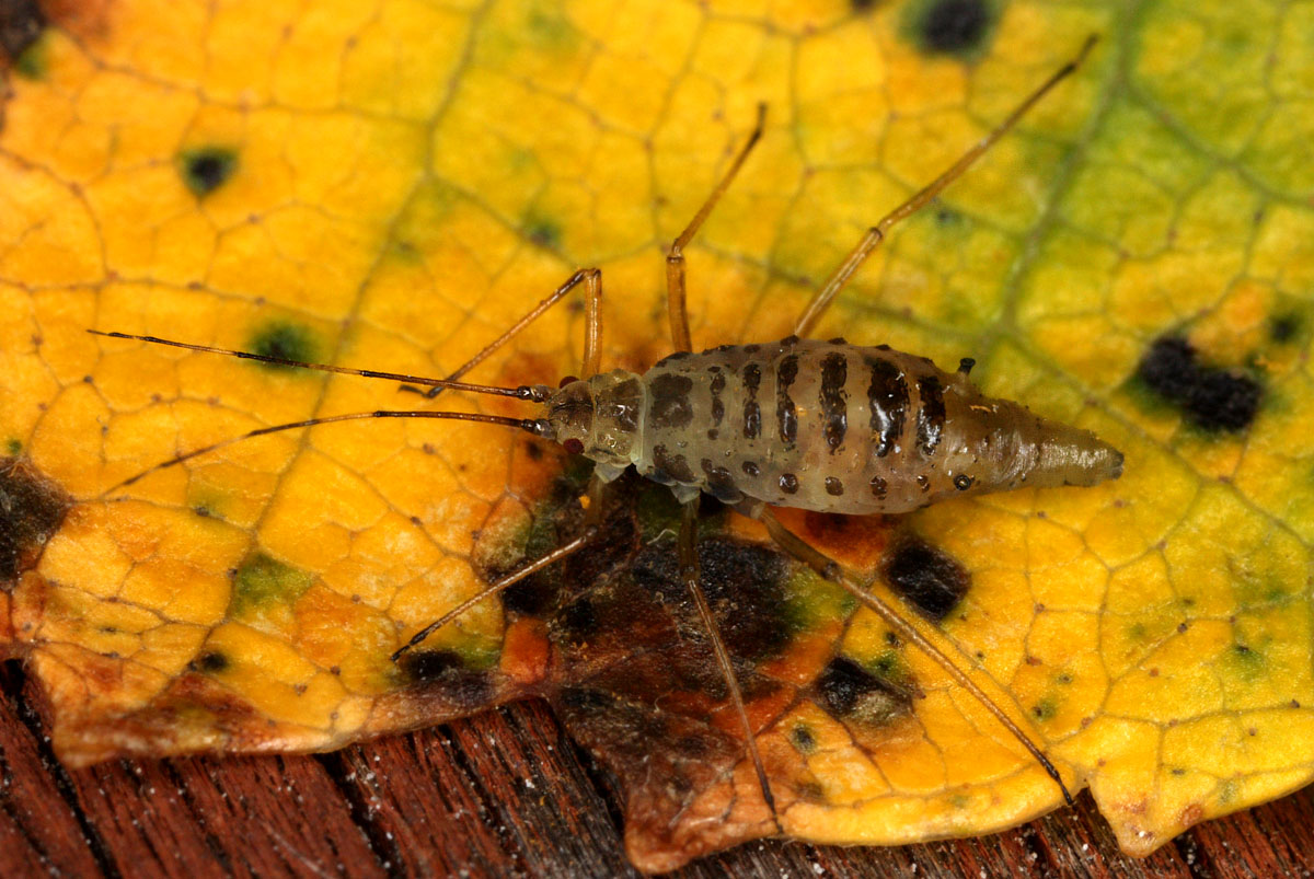 Euceraphis-punctipennis.jpg