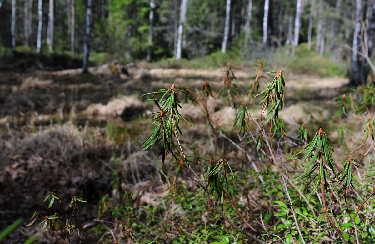 Rhododendron-tomentosum_forest-site.jpg