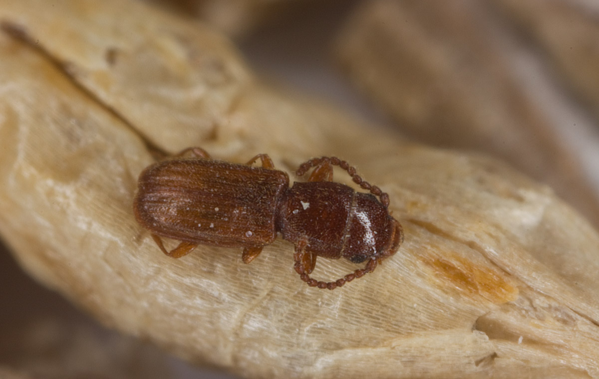 Cryptolestes-ferrugineus.jpg