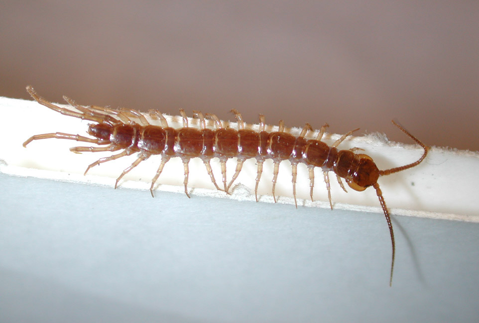 chilopoda1.jpg