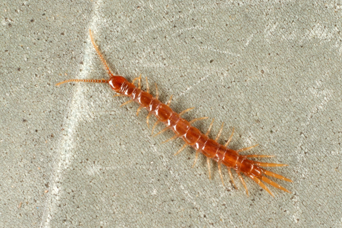 Chilopoda.jpg