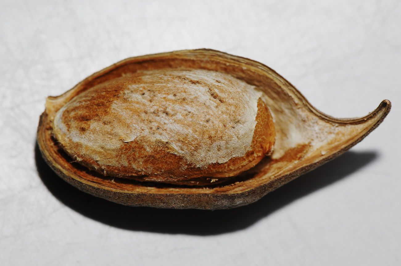 Yeheb-nut.jpg