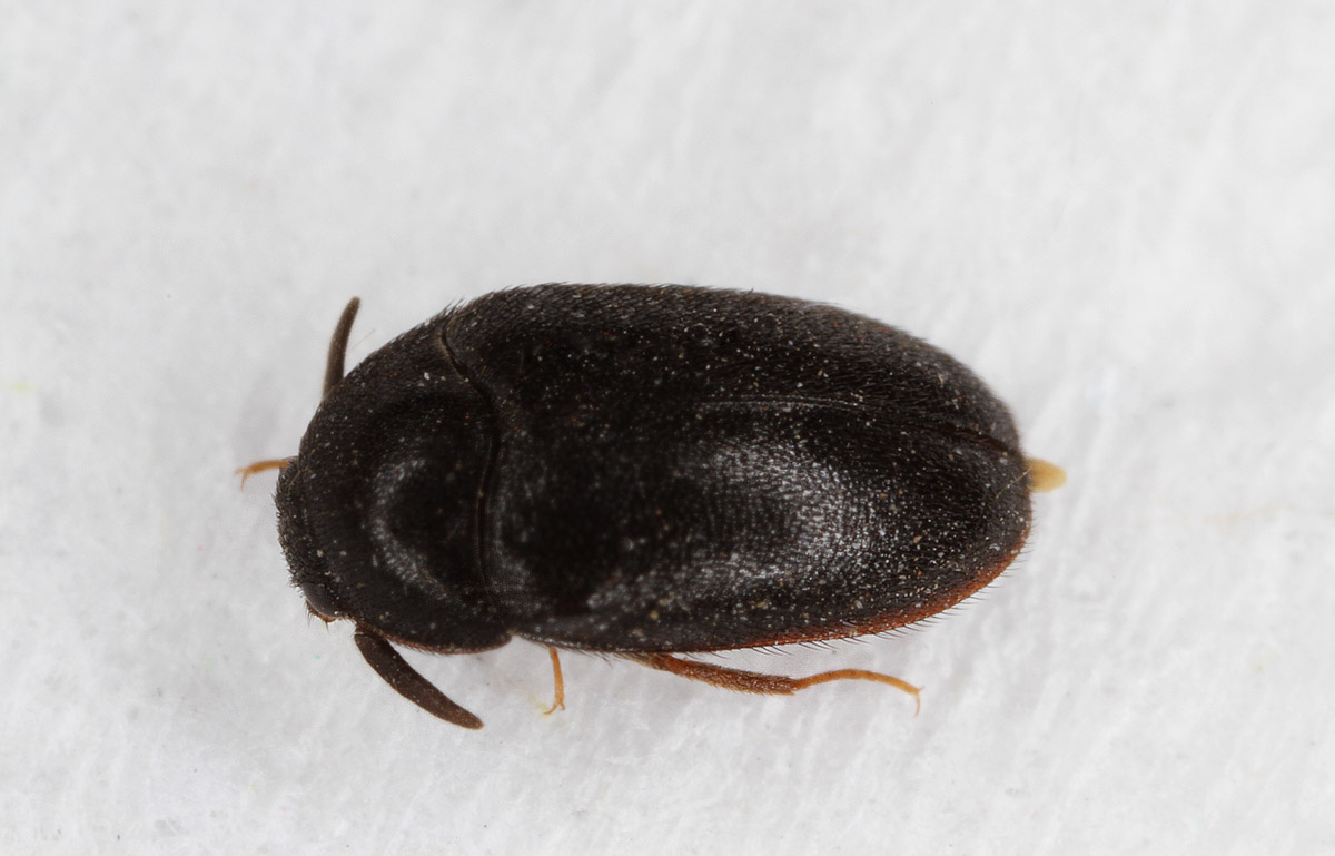 Attagenus-unicolor.jpg