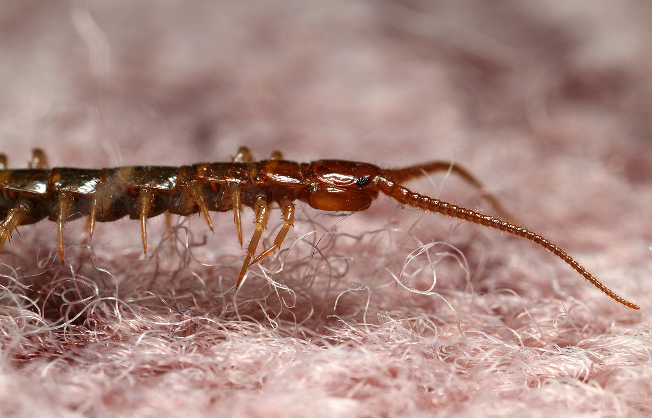 Lithobius-forficatus_.jpg