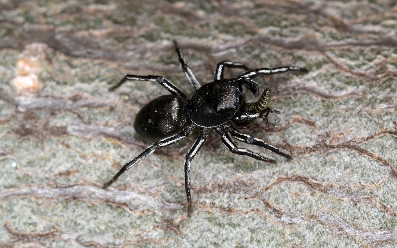 Heliophanus-dubius.jpg
