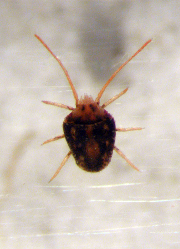 Bryobia-praetiosa.jpg