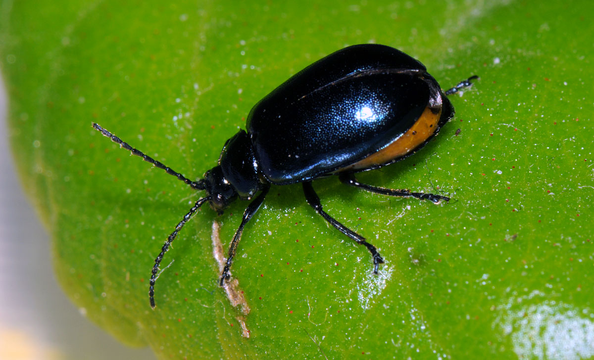 Agelastica-alni_female.jpg