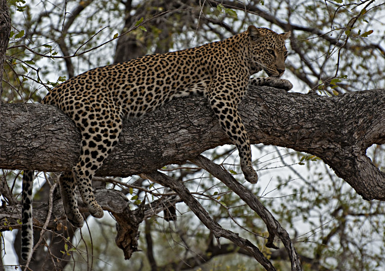 Mother Taking A Rest