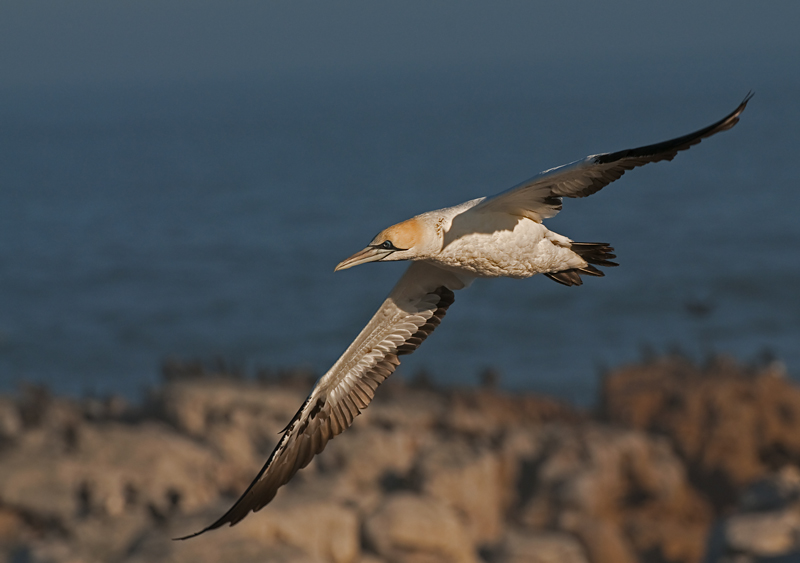 Cape Gannet