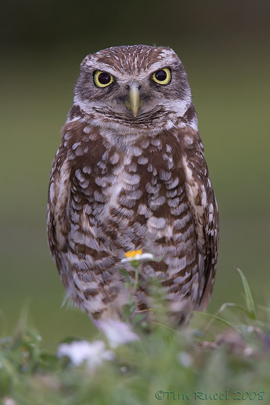 43112 - Burrowing Owl