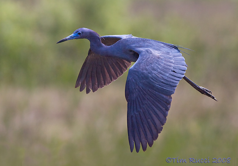 43312 - LIttle Blue Heron in flight