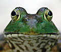 misc_pics