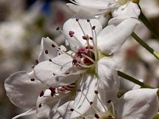 springthumb.jpg