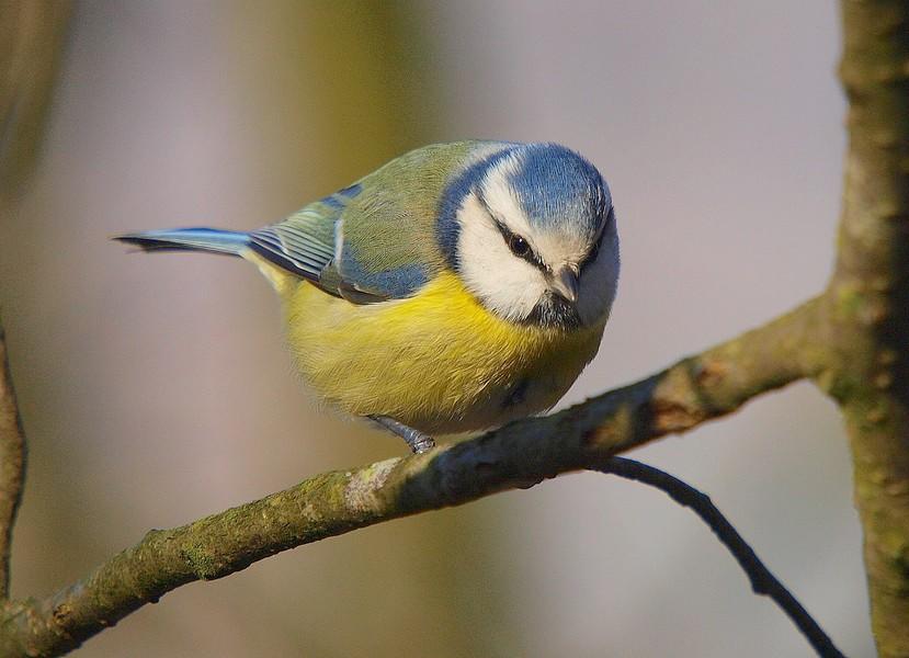 Msange bleue     Parus caeruleus