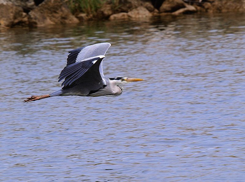 Hron pourpr (Ardea purpurea)