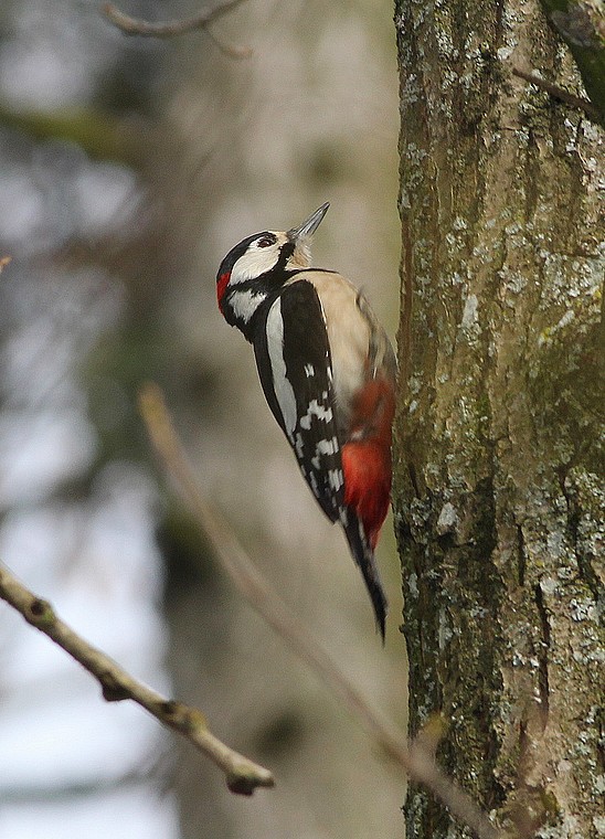Pic peiche (Dendrocopos Major )