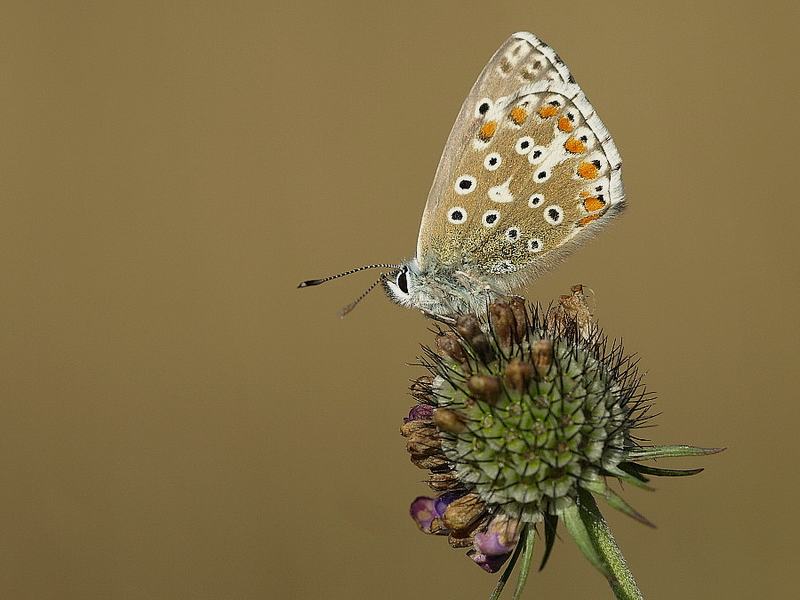 Polyommatus bellargus