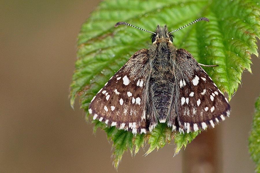 Le Tachet, lHesperie de la Mauve   Pyrgus malvae