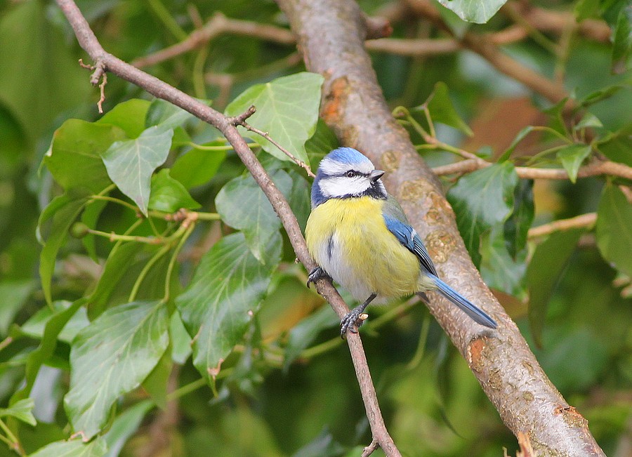 Msange bleue (Parus Caerulus) Blue tit