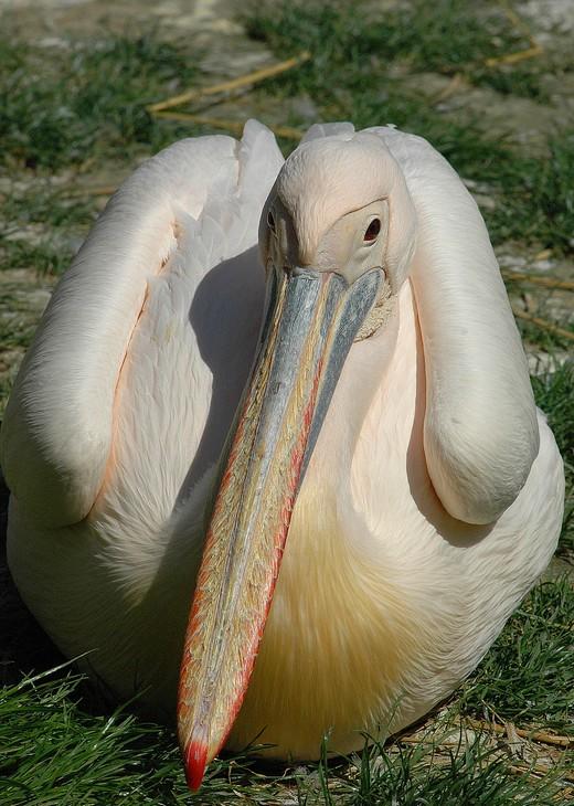 Plican Rose Pelecanus onocrotalus.jpg