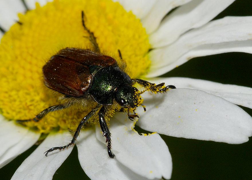 Hanneton des jardins. Phyllopertha horticola
