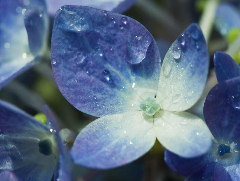 Blue hydrangea
