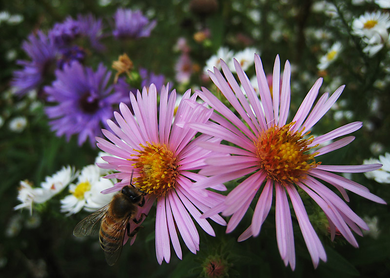 Bee on wildflower