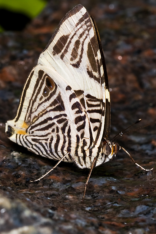 Mosaic Zebra Butterfly