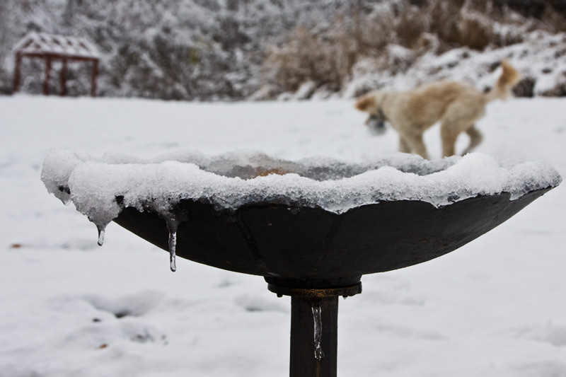 Snowy Birdbath & Teddy