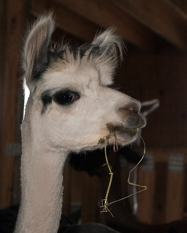 Chewing straw
