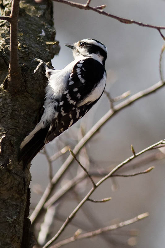 Woodpecker