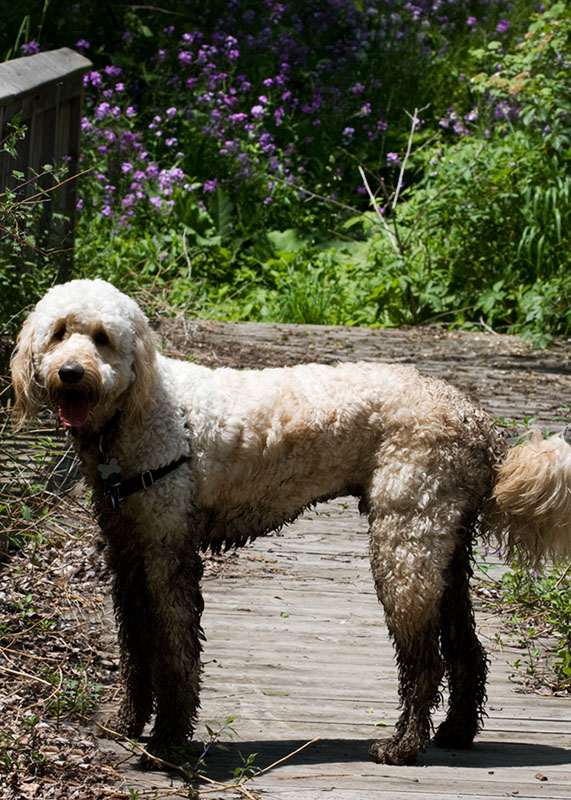 Dirty Teddy