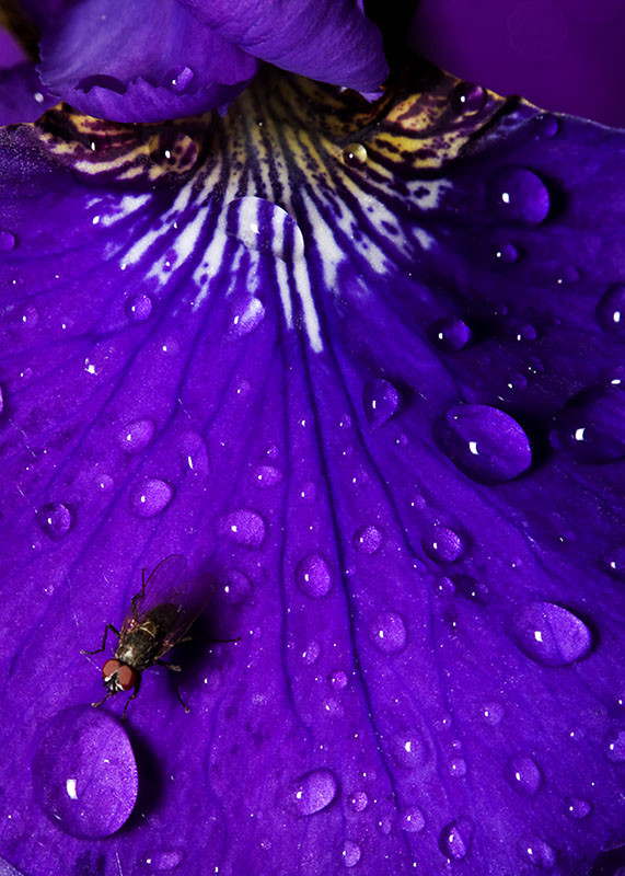 Iris after the rain