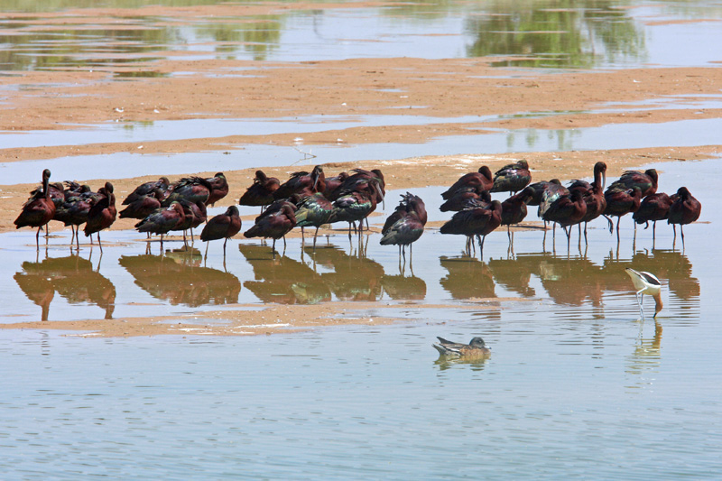 0229 White-Faced Ibis
