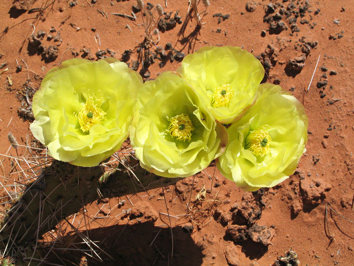 05 IMG6125 Prickly Pear Cactus