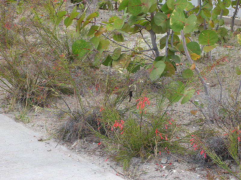 Hummingbird