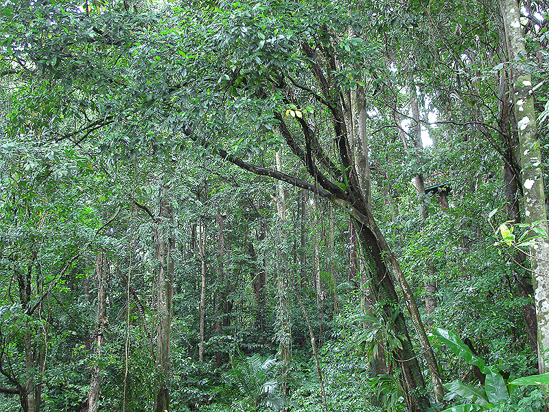 A view of the rain forest.
