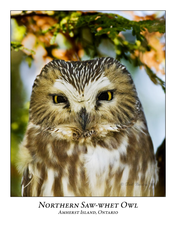 Northern Saw-whet Owl-010