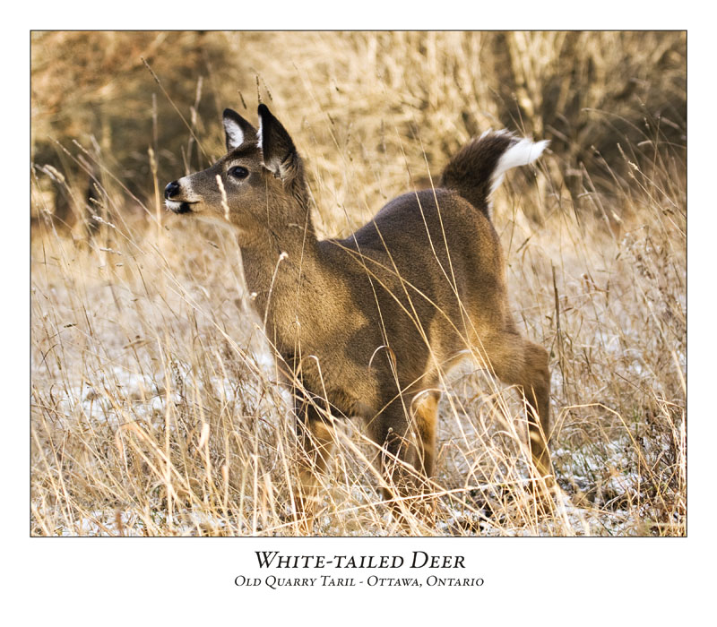 White-tailed Deer-012
