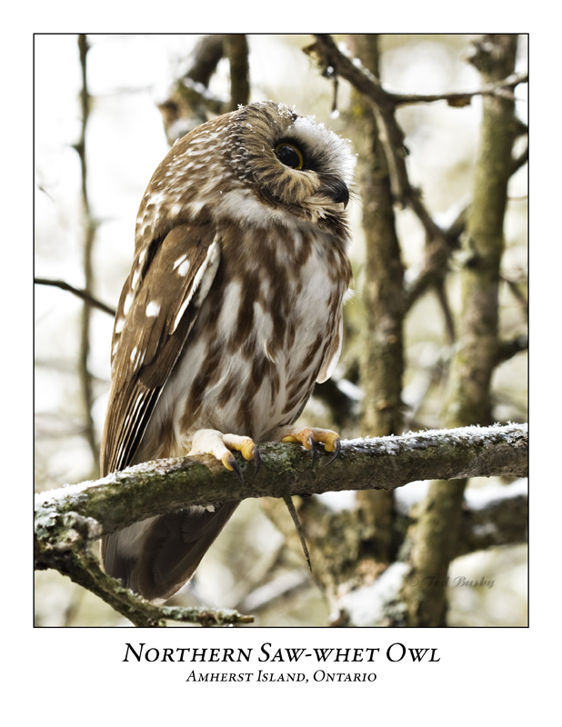Northern Saw-whet Owl-017