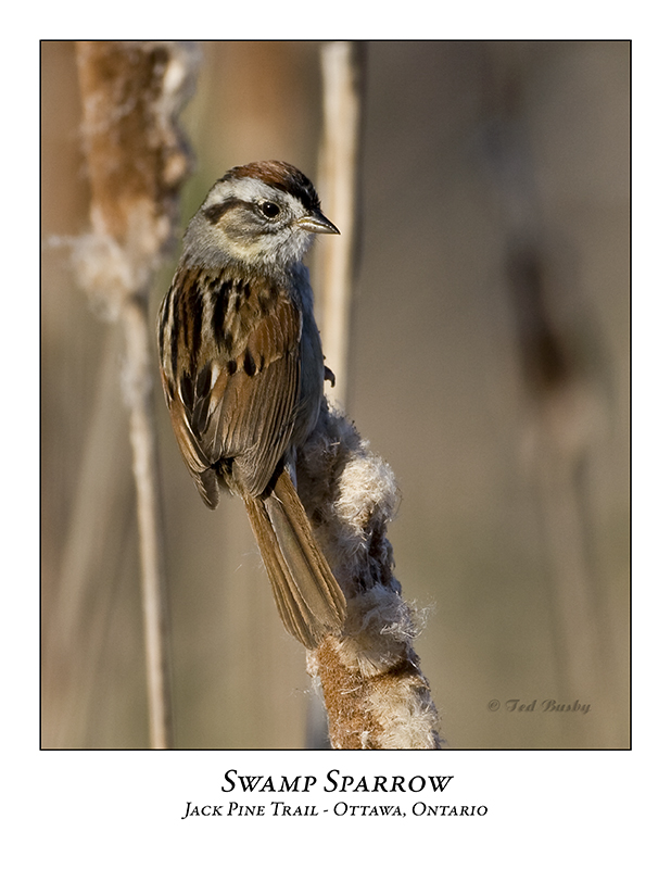 Swamp Sparrow-013
