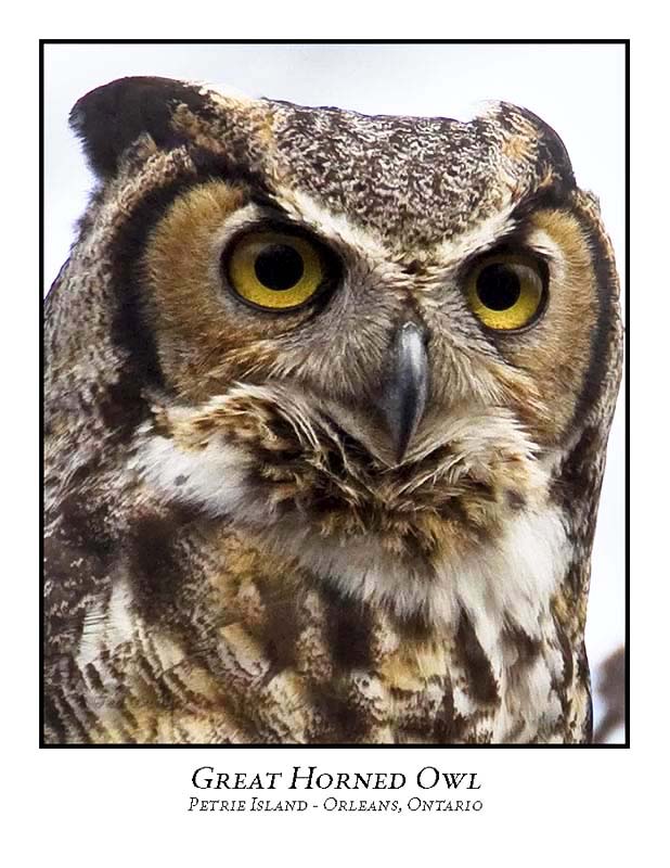 Great Horned Owl-017