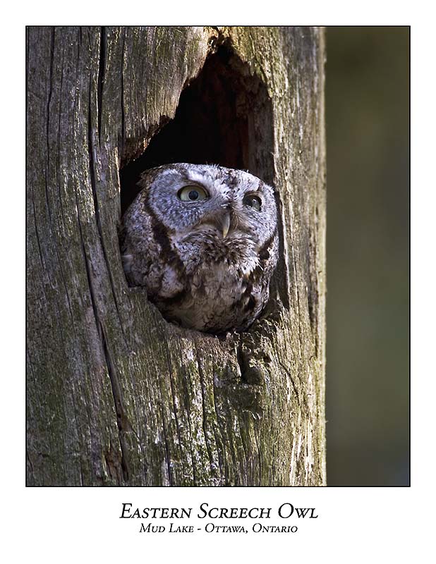 Eastern Screech Owl-009