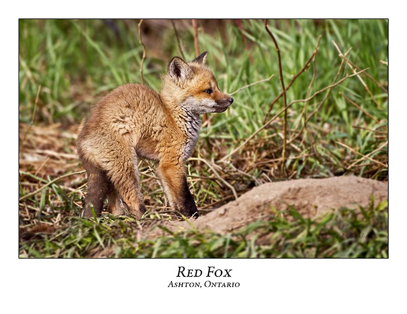 Red Fox-011