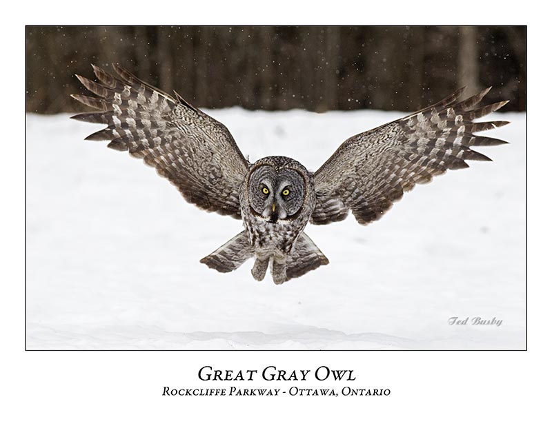 Great Gray Owl-99