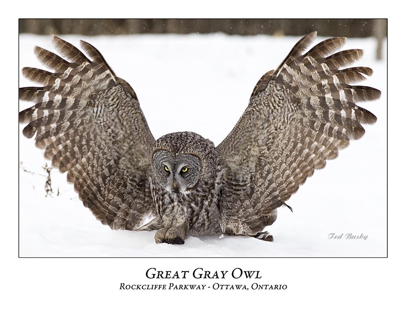 Great Gray Owl-100