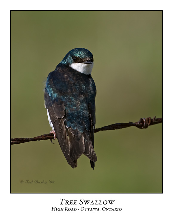 Tree Swallow-010