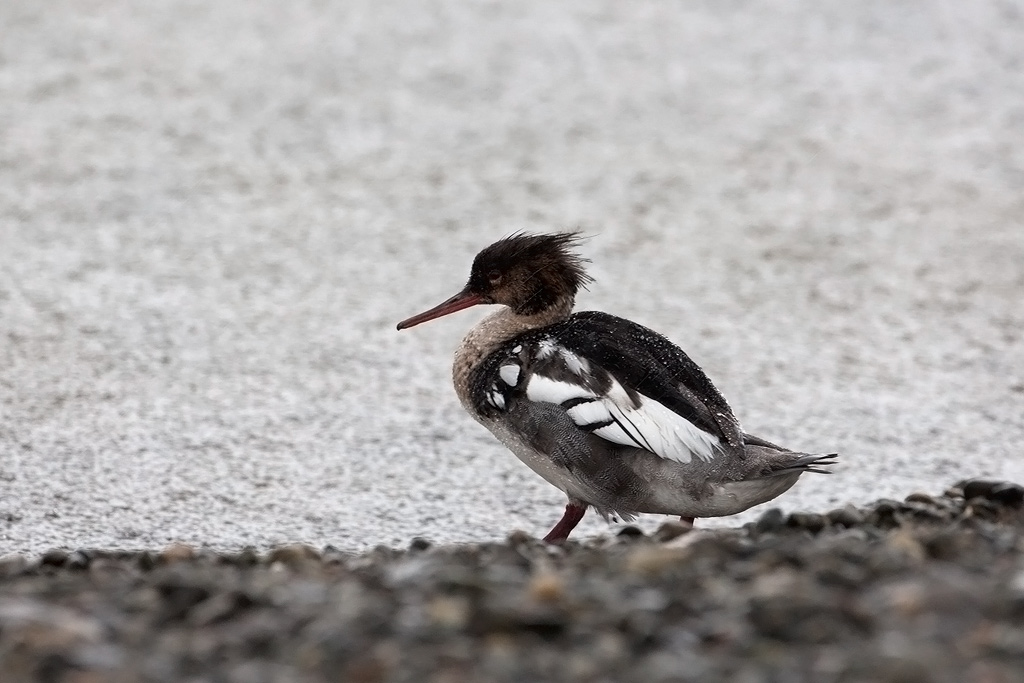 Red-breasted Merganser, male. Siland